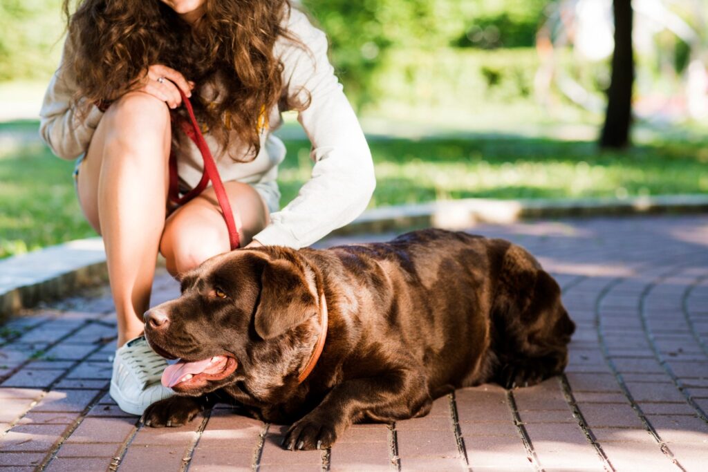 What Do I Do If My Dog Has a Seizure