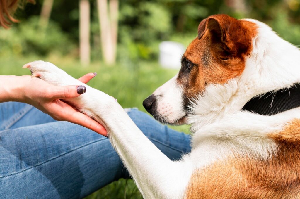 Why Do Dogs Lick Their Paws?