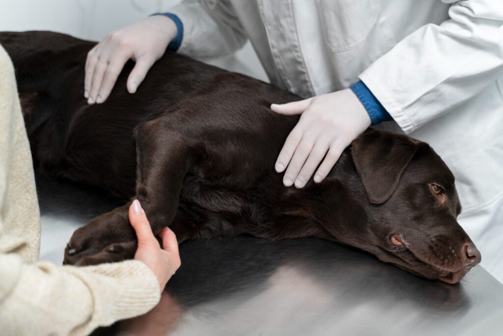 How Do I Tell If My Dog Has a Blockage in His Intestine?