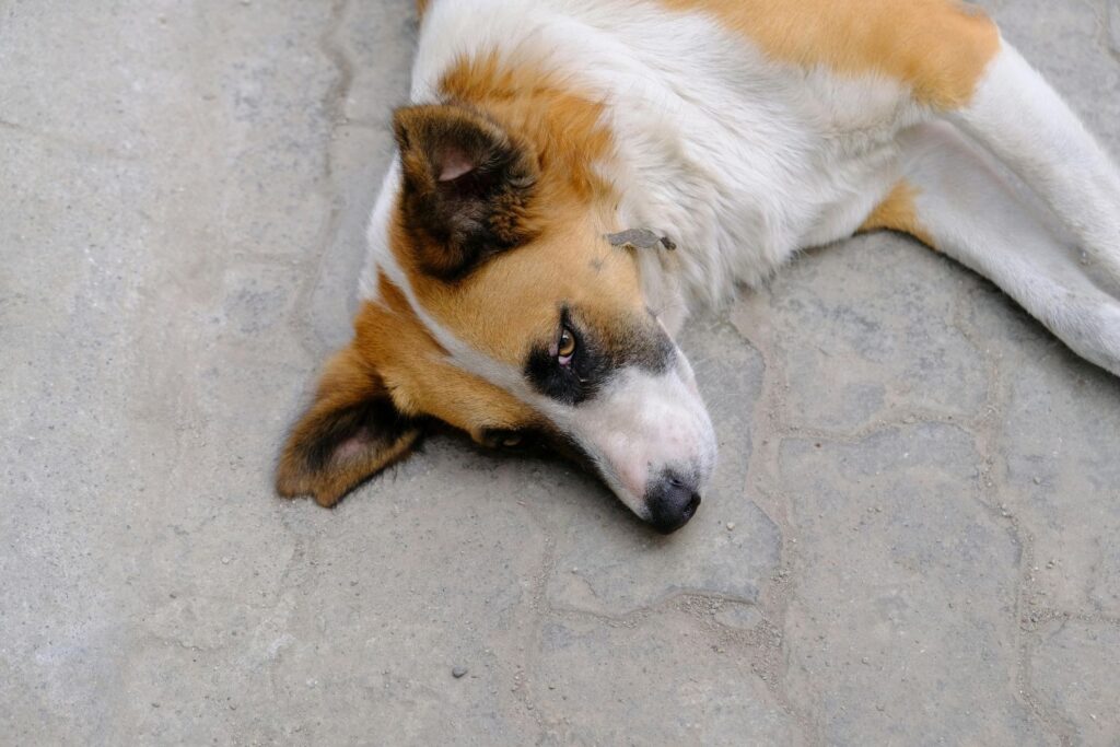 How Do I Know If My Dog Has Hurt His Back?