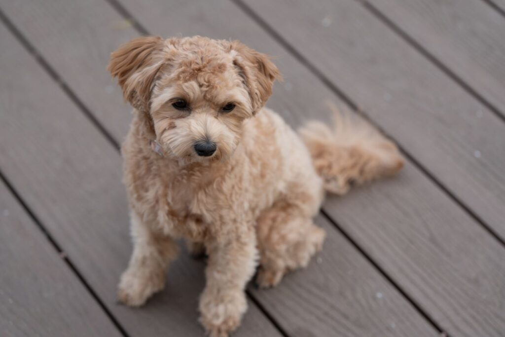 Why Is My Dog Losing Its Hair?