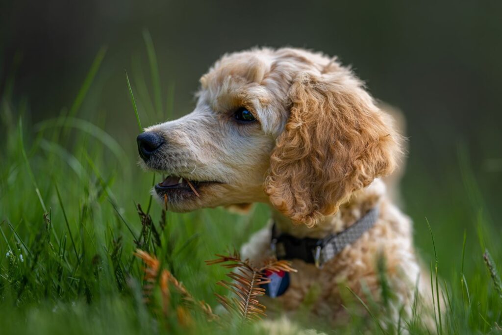 Dog is eating grass