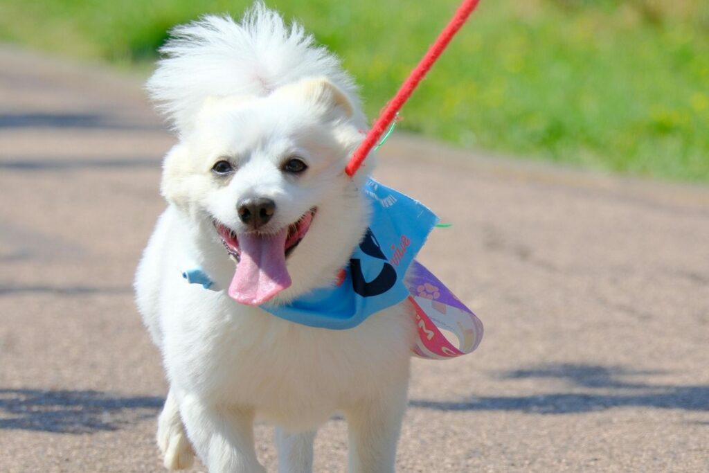 What Do I or Don’t I Name My Dog?