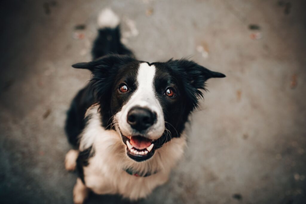 Help! What Do I Do If My Dog is Constipated?