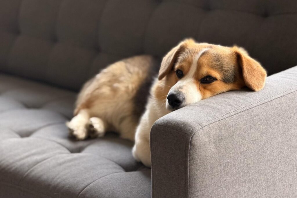 Corgi puppy resting while feeling unwell