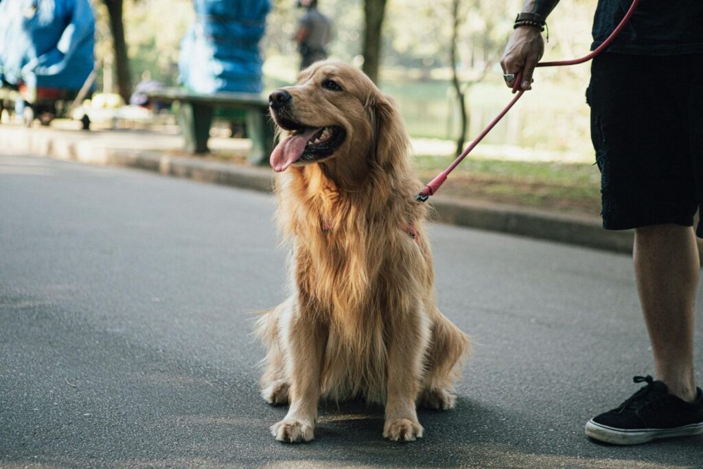 Golden Retriever panting during an outdoor walk.