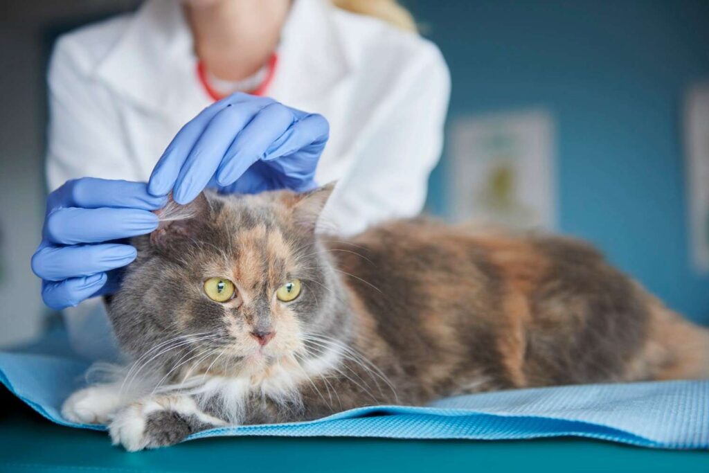 Professional veterinary care for a Cat