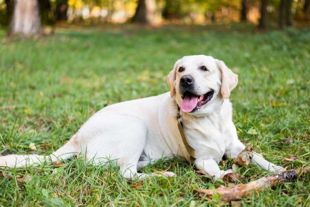 Dog Sitting on Grass After medical Treatment