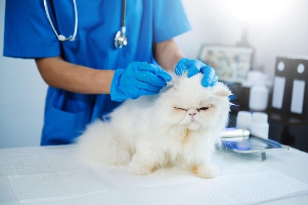 cat receiving a veterinary physical examination