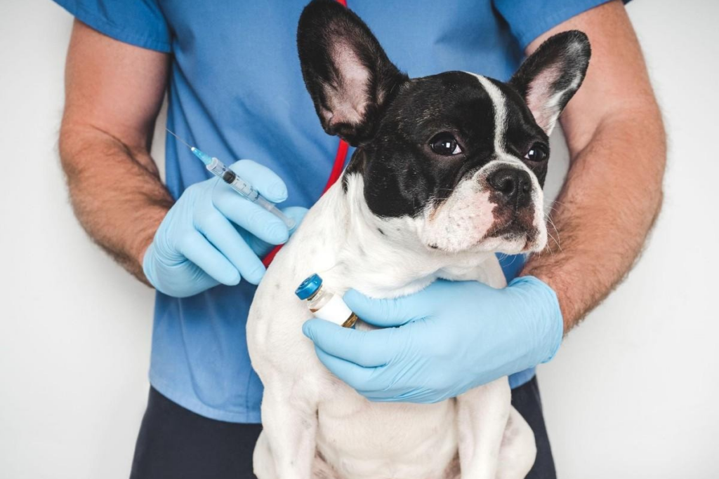 Puppy and Kitten Vaccine Schedule