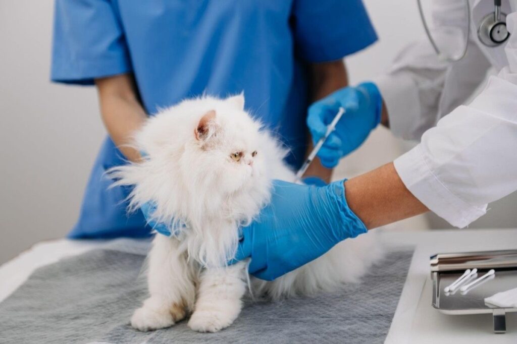 Oxford Veterinary Clinic